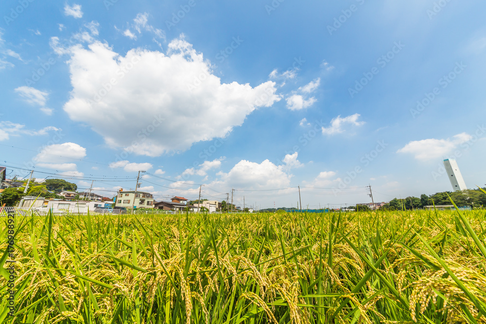 住宅街の水田