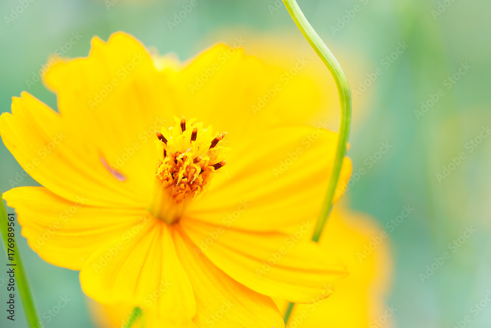 コスモスの花