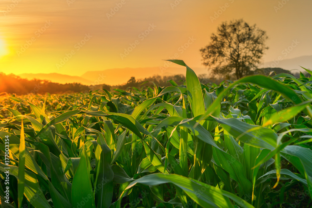 young green corn field in agricultural garden and light shines sunset