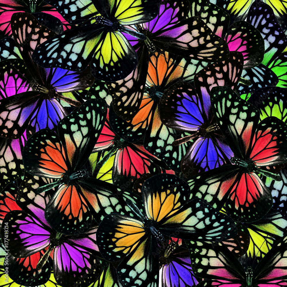 Exotic colorful background made of Yellow Glassy Tiger butterflies in various colors profile, fascin