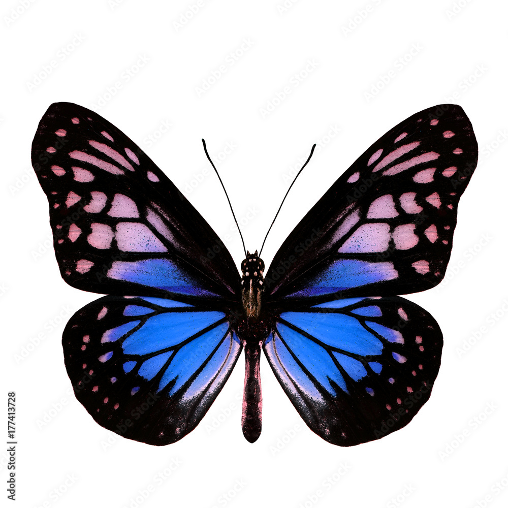 Fascinated Blue butterfly, the Yellow Glassy Tiger upper wing part in fancy color profile isolated o