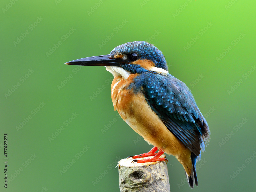 普通翠鸟（Alcedo atthis）欧亚或河流翠鸟的背面轮廓，华丽的蓝色鸟l