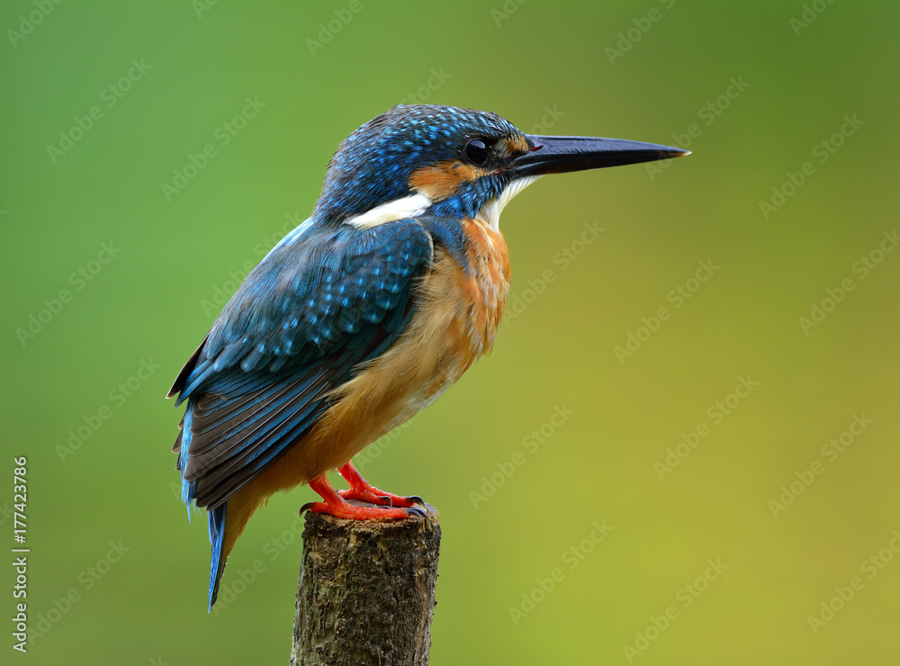 普通翠鸟（Alcedo atthis）欧亚或河流翠鸟的背面轮廓，华丽的蓝色鸟l