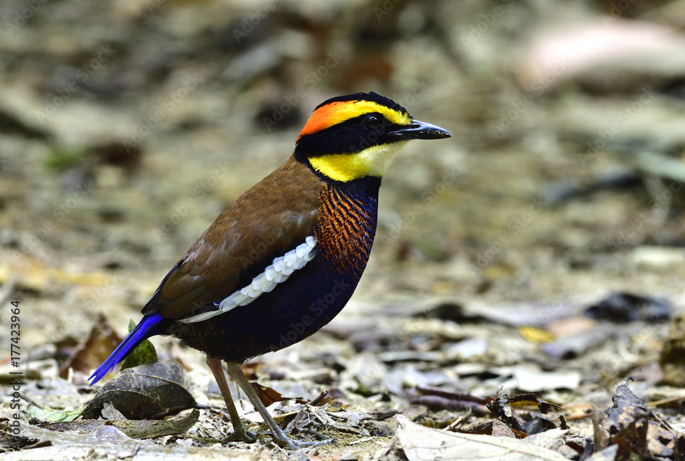 带条纹的Pitta（Hydrornis guajana）美丽的深蓝色，棕色背火头，黑色面具鸟