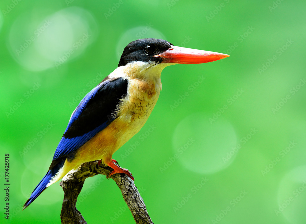 Beautiful blue bird with red bills, black-capped kingfisher (Halcyon pileata) perching on the branch