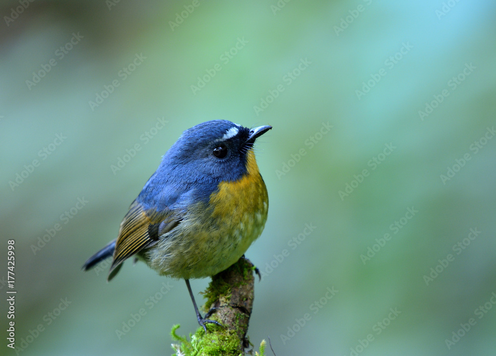 Beautiful blue bird with white brows perching on the branch over blur green background in late eveni