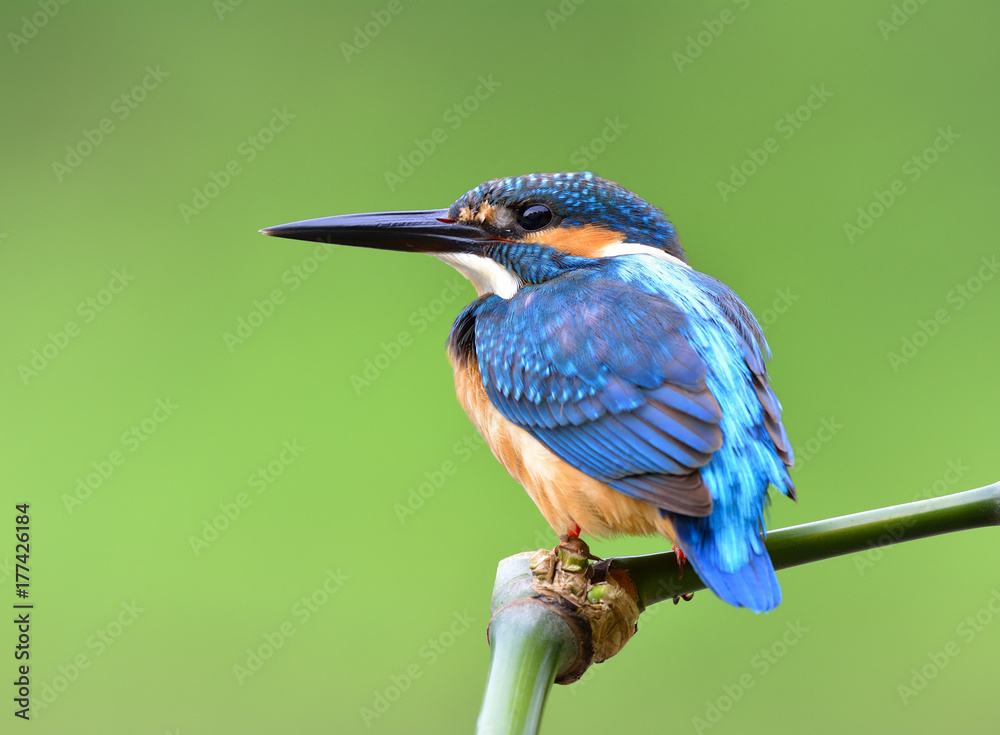 Beautiful blue bird, Common Kingfisher (Alcedo atthis)  perching on a bamboo stick showing its back 