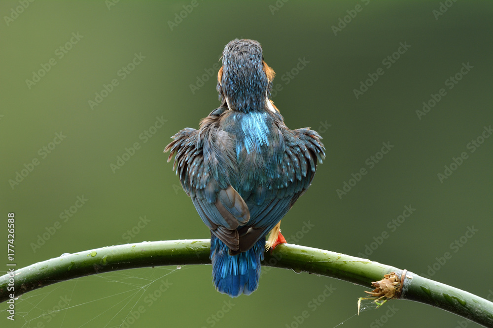 美丽的蓝鸟，普通翠鸟（Alcedo atthis）平静地栖息在竹签上，向我展示