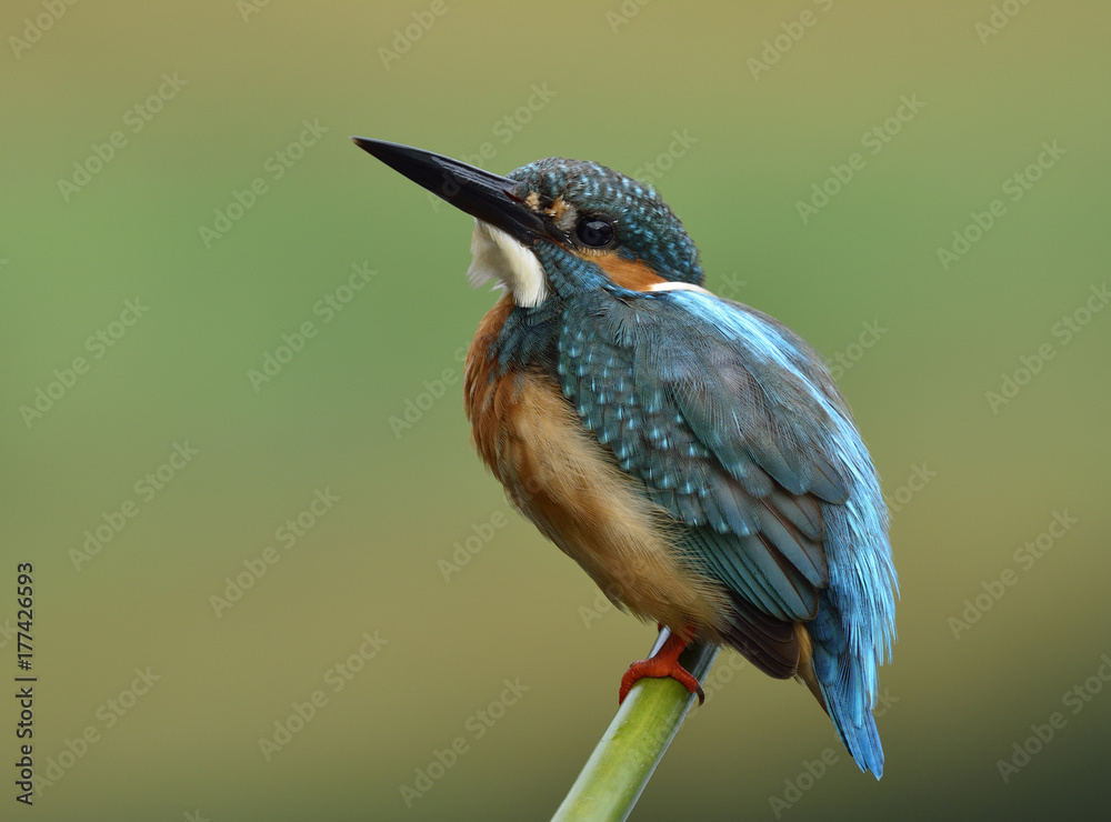 美丽的蓝鸟，普通翠鸟（Alcedo atthis），一只栖息在竹签上的可爱的蓝鸟w