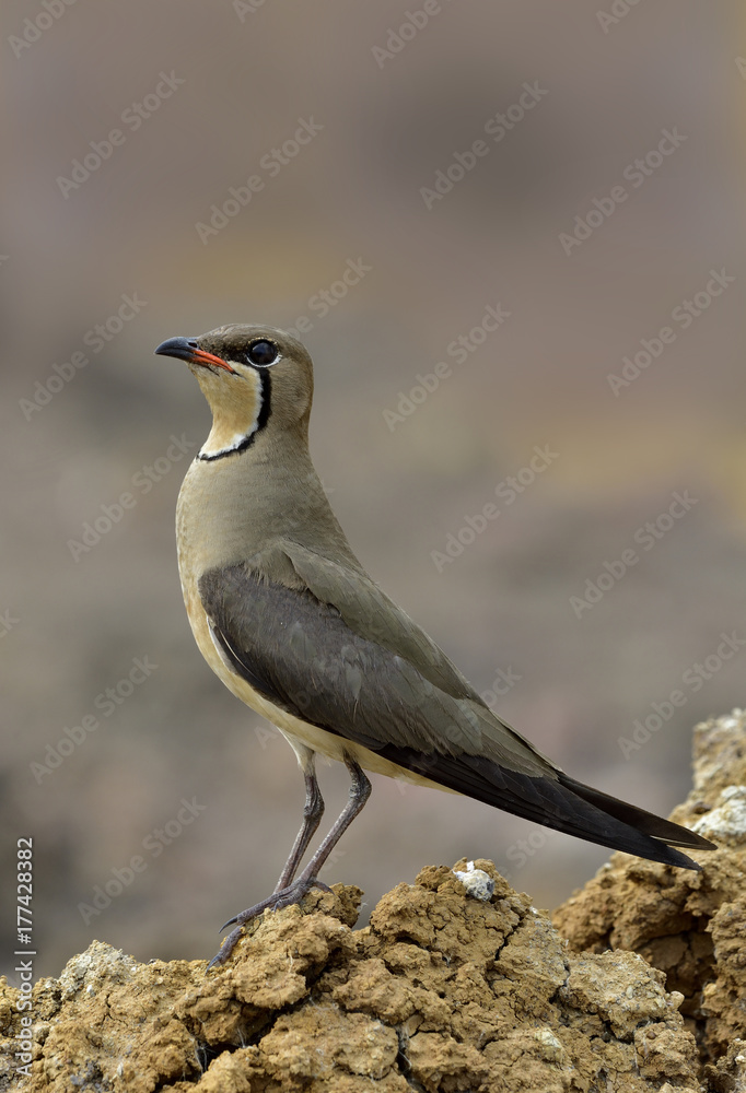 美丽的棕色红唇鸟，东方普拉廷科尔（Glareola maldivarum）吞鸻或gras