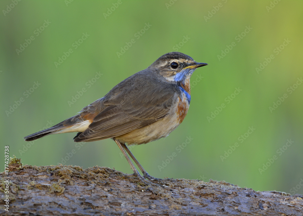 Beautiful chubby brown bird with blue and orange neck standing on the ground in the green blur backg