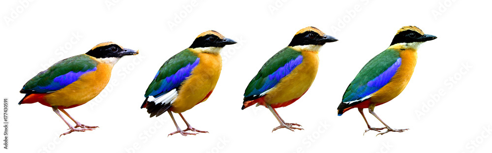 Bird isolated on white background, collection of Blue-winged pitta (Pitta moluccensis) amazing multi