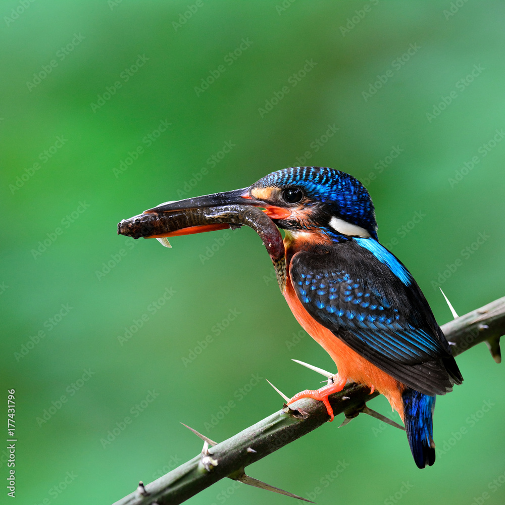 蓝耳翠鸟（Alcedo menining）美丽的蓝鸟嘴里叼着鱼喂她