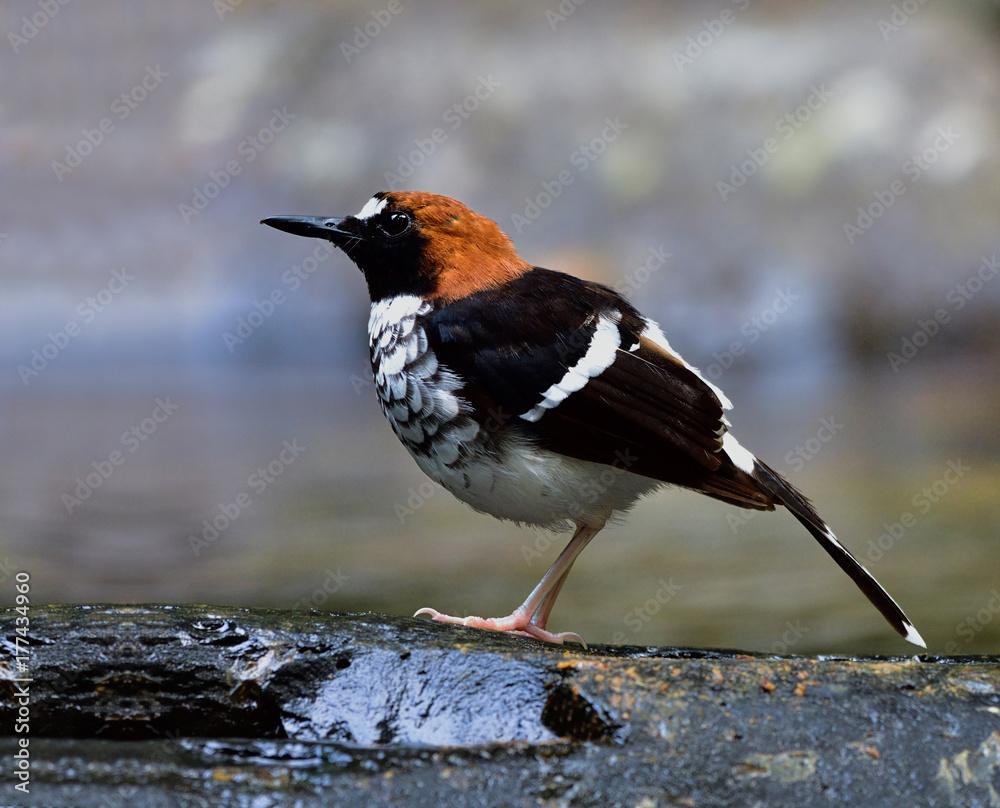 栗树颈叉尾（Enicurus ruficapillus）美丽的黑白相间的棕色头鸟架