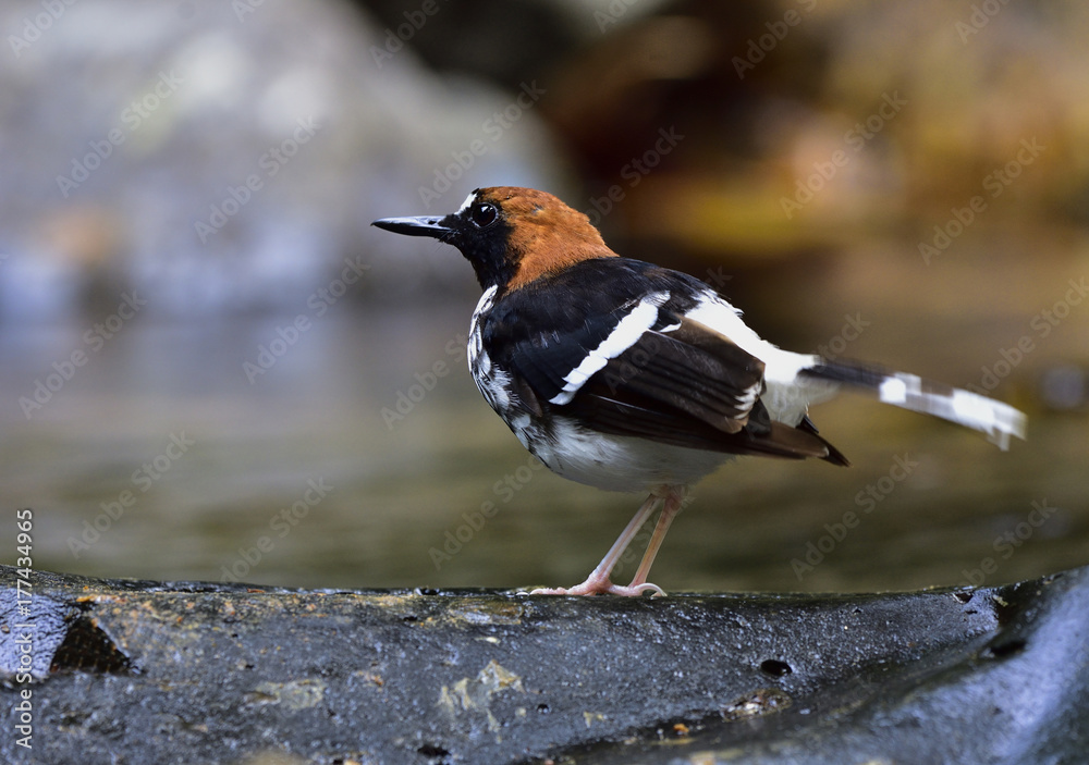 Chestnut-naped forktail (Enicurus ruficapillus) beautiful black and white with brown head bird stand