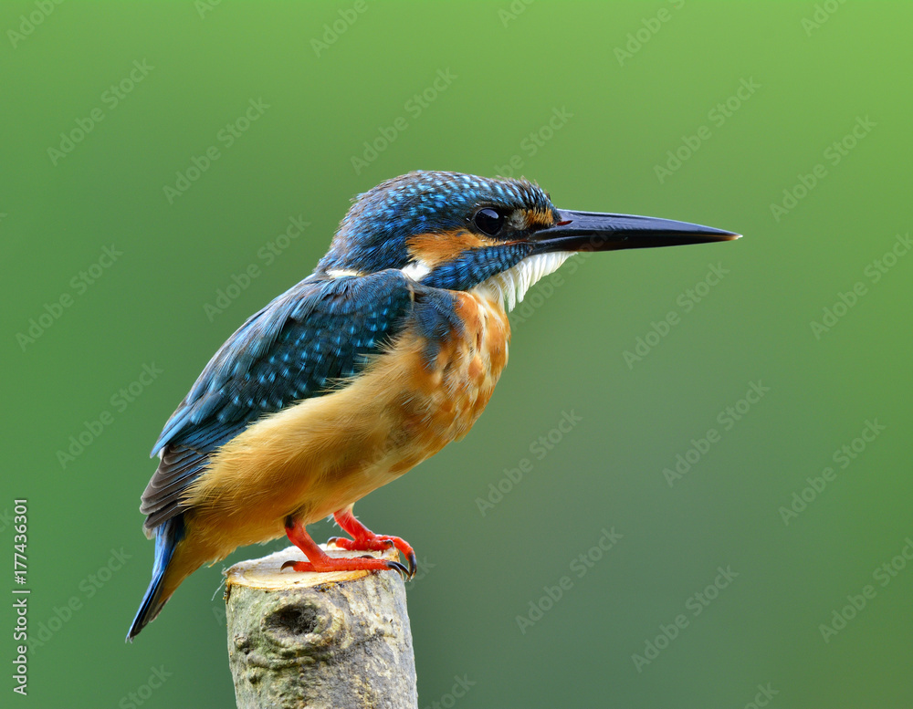 普通翠鸟（Alcedo atthis）欧亚或河流翠鸟，华丽的蓝色鸟，令人兴奋地栖息