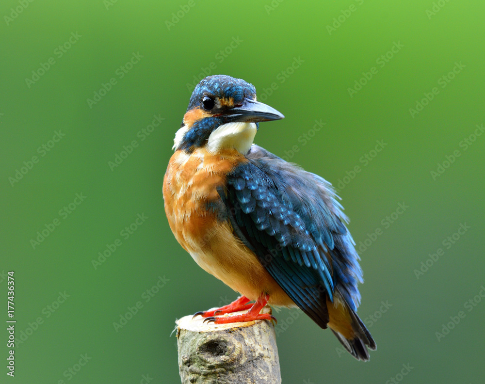 Common Kingfisher (Alcedo atthis) Eurasian or River Kingfisher, gorgeous blue bird happy perching on