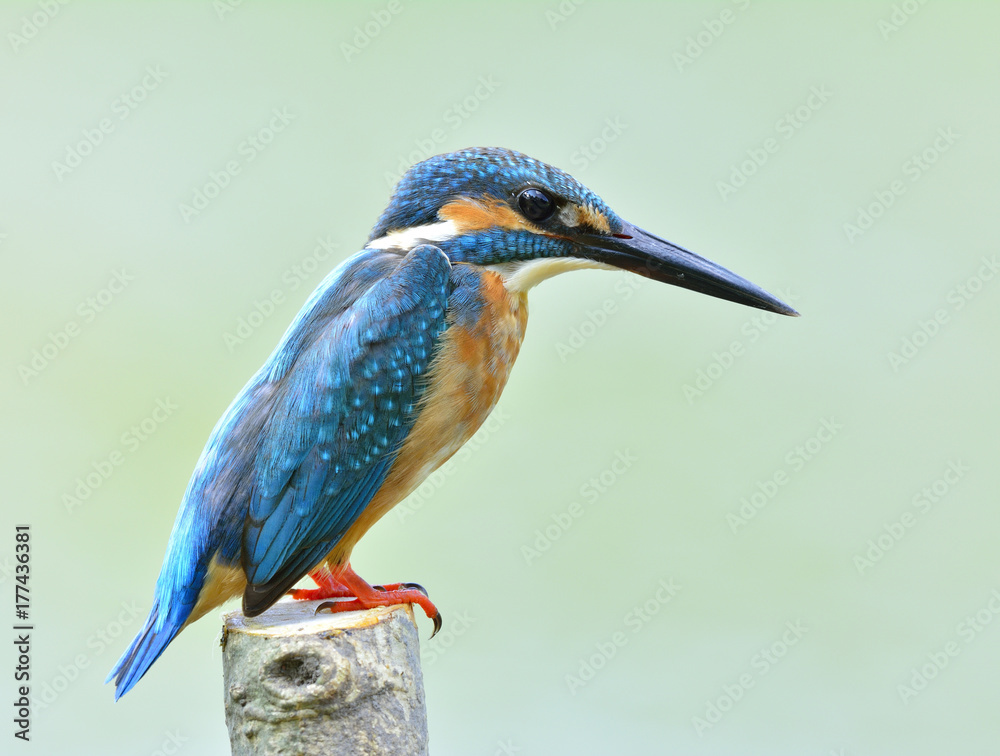 常见的翠鸟（Alcedo atthis）欧亚或河流翠鸟，栖息在切口b上的华丽蓝色鸟类