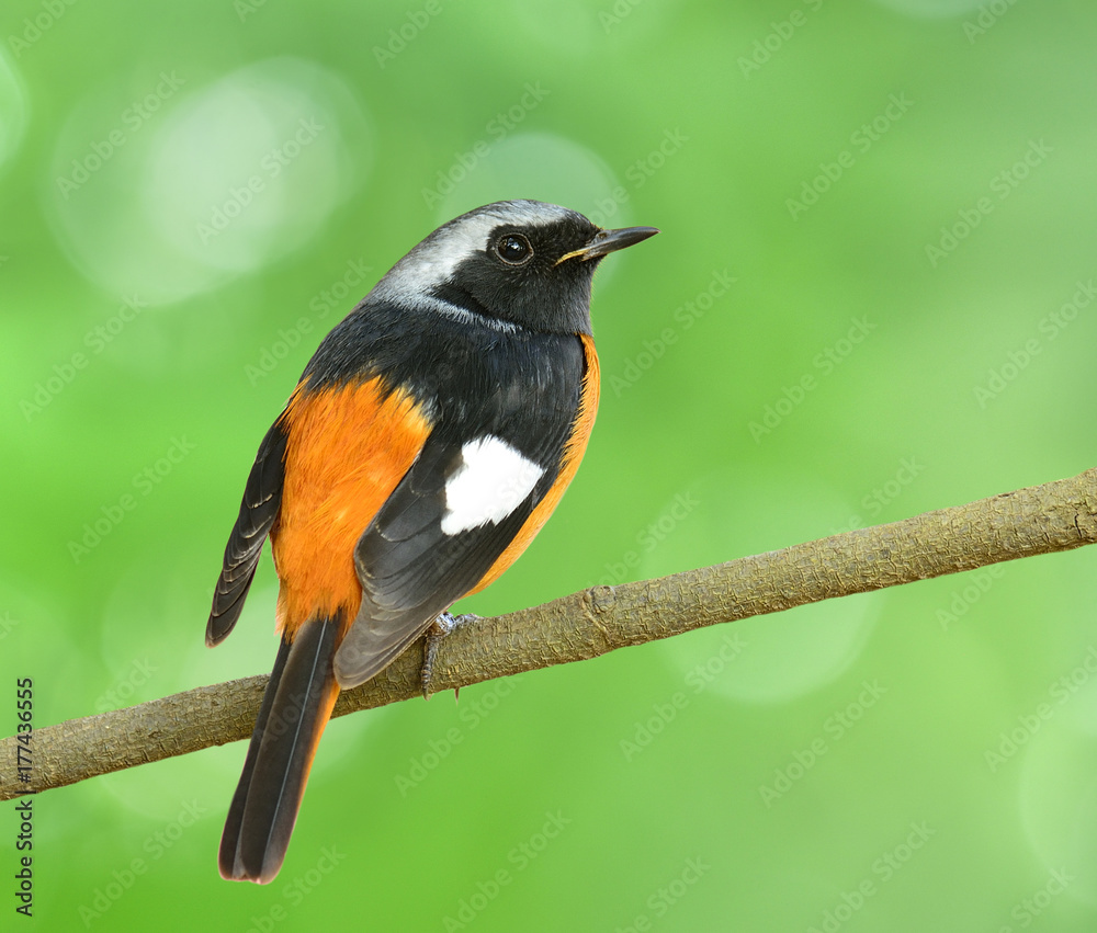 Daurian Redstart（Auroreus Phoenicurus）美丽的橙色腹部鸟类，黑色翅膀和银色栖息