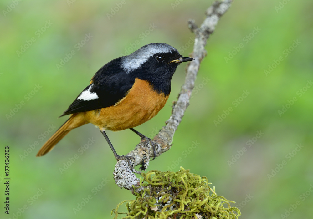 Daurian Redstart（Phoenicurus auroreus）美丽的橙色鸟类，黑色翅膀，银色头低p