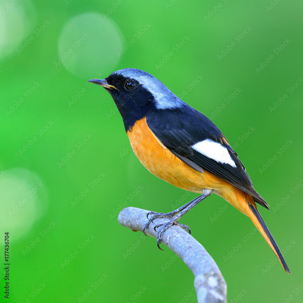 Daurian Redstart（Auroreus Phoenicurus）美丽的橙色，银色头鸟栖息在曲线上