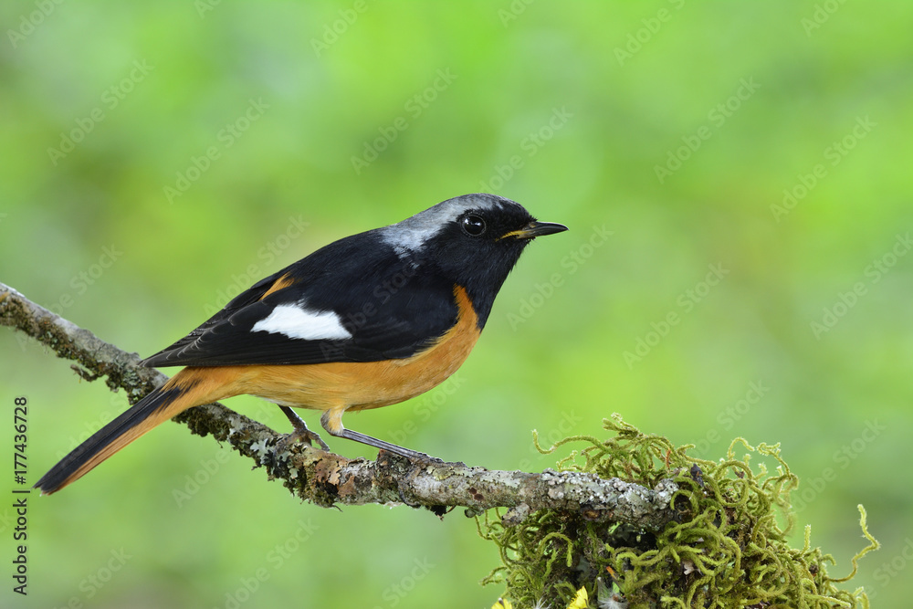 Daurian Redstart（Phoenicurus auroreus）美丽的橙色鸟类，黑色翅膀，银色头低p