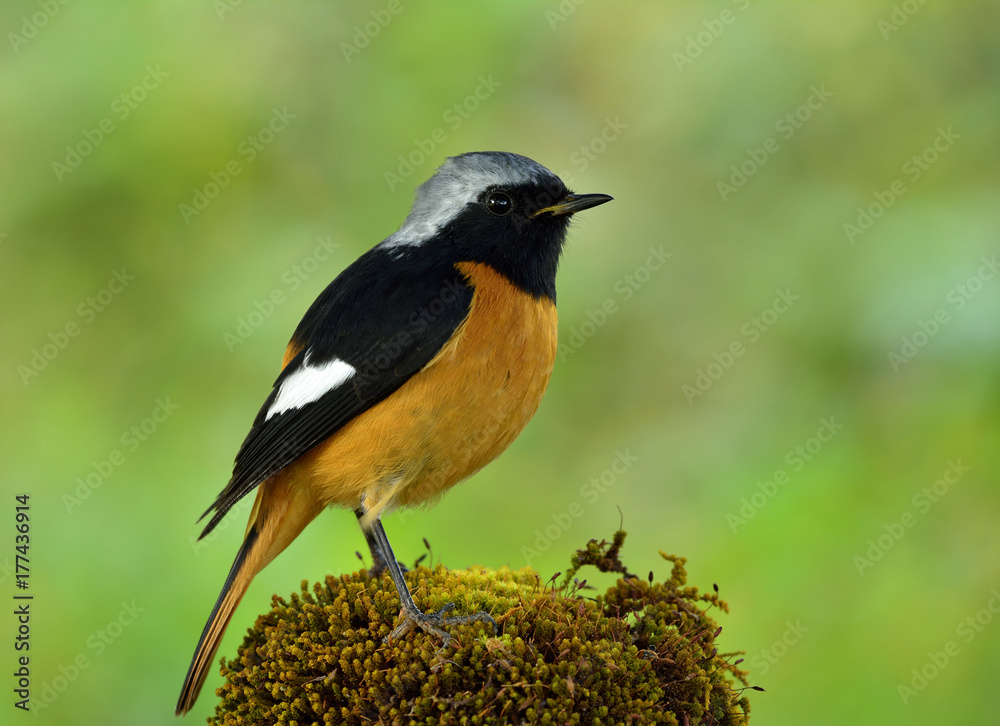 Daurian Redstart（Phoenicurus auroreus）雀形目鸟类，腹部橙色，头部银色，脾气暴躁