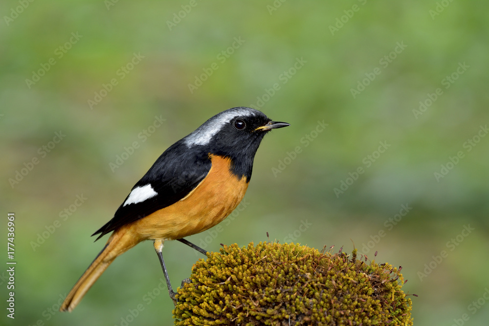 Daurian Redstart（Phoenicurus auroreus）美丽的橙色brid，黑色翅膀，银色头栖息