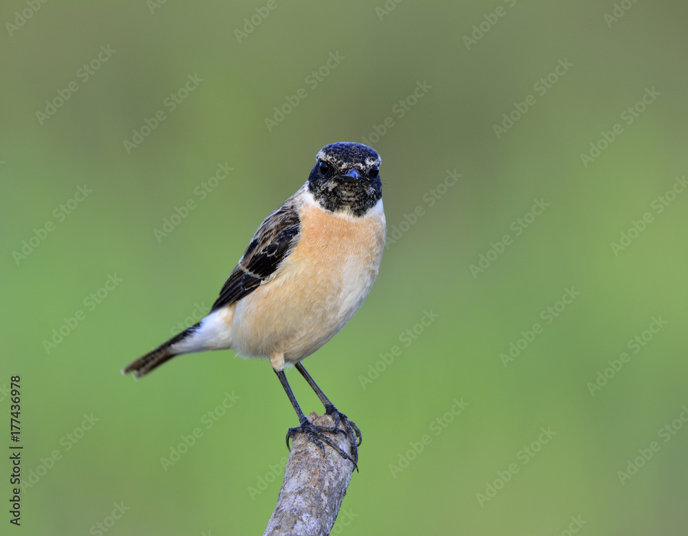 东部或Stejnegers Stonechat（Saxicola stejnegeri）栖息着黑色头部的美丽棕色鸟类