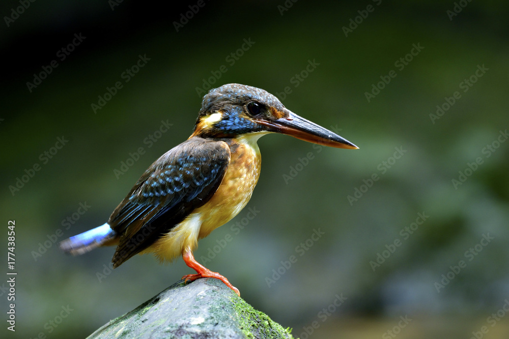 蓝带翠鸟（Alcedo euryzona）的雌性，深蓝色的鸟，完全站在斯特雷亚长满苔藓的岩石上