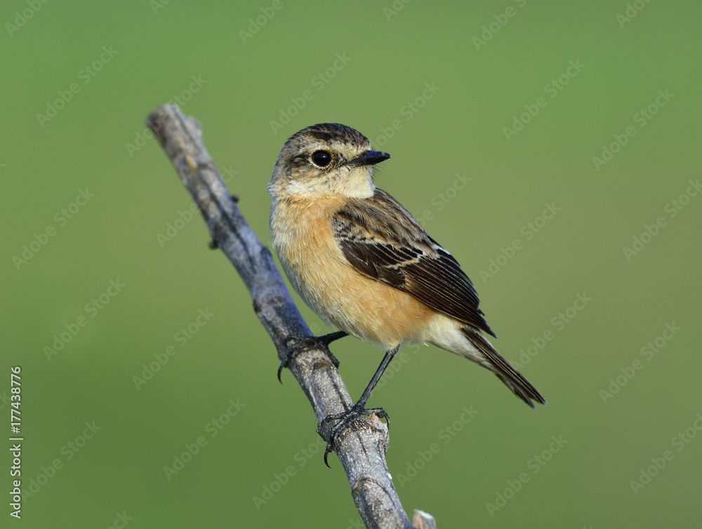 Female of Eastern or Stejnegers Stonechat (Saxicola stejnegeri) beautiful brown bird nicely perchin