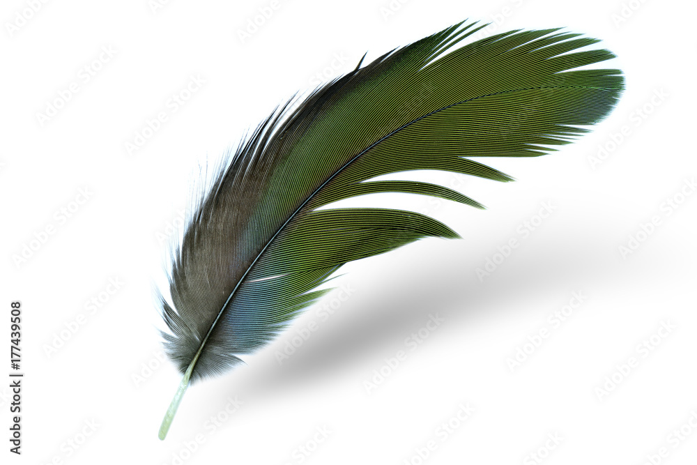 Fine green and bright bird feathers with soft shadow over white background, beautiful parrot plumage