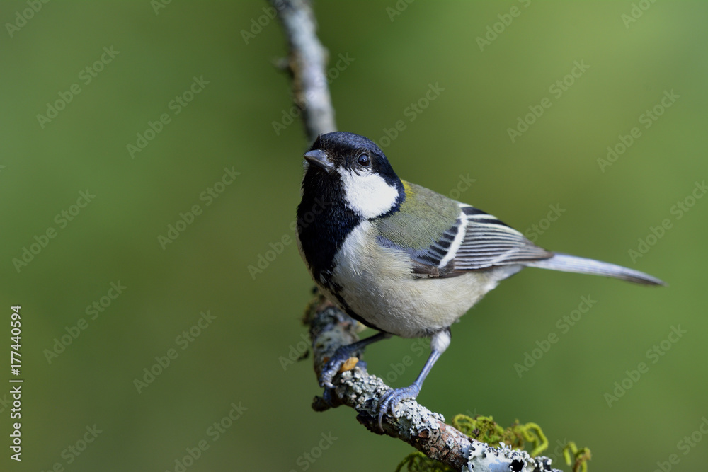 Great, Japanese or Oriental tit (Parus minor) lovely pale grey to yellow back with black head bird p