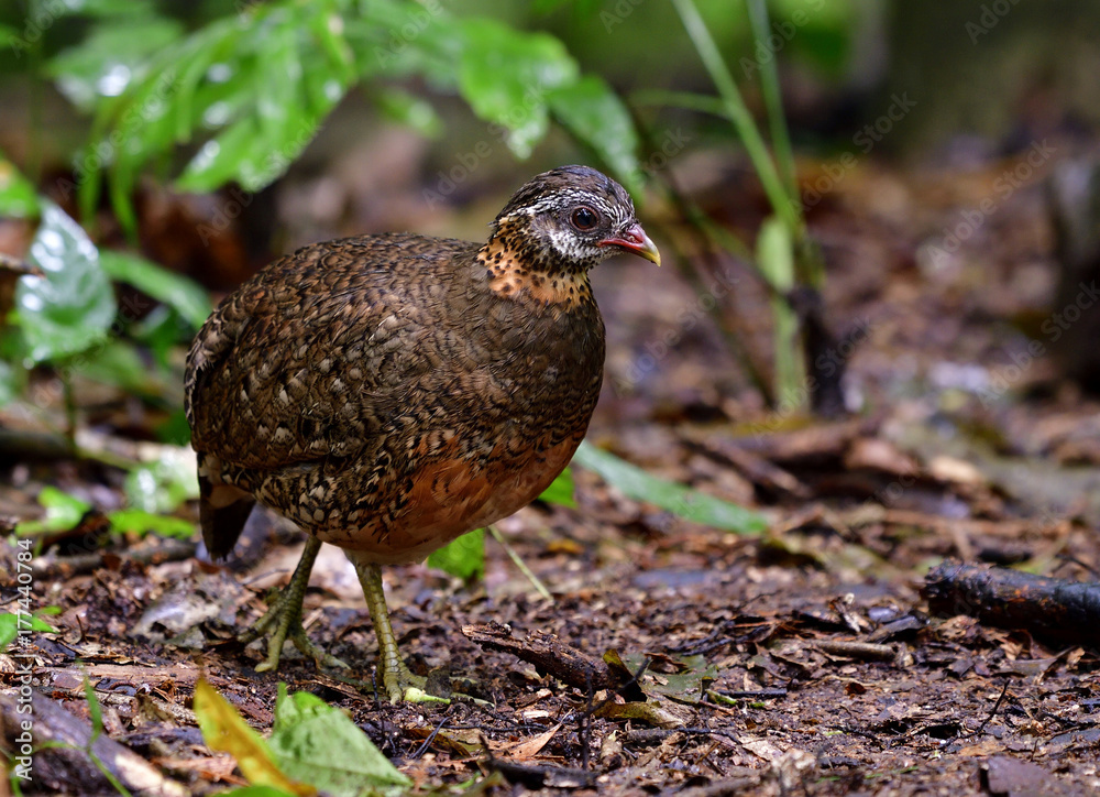 绿腿或鳞胸（Arborophila chlopus tonkinensis）鹧鸪在澳大利亚地面上行走