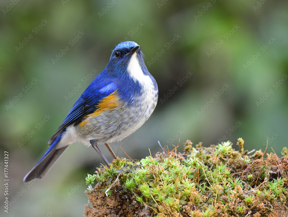 Himalayan bluetail or orange-flanked bush-robin (Tarsiger rufilatus) beautiful blue bird with orange