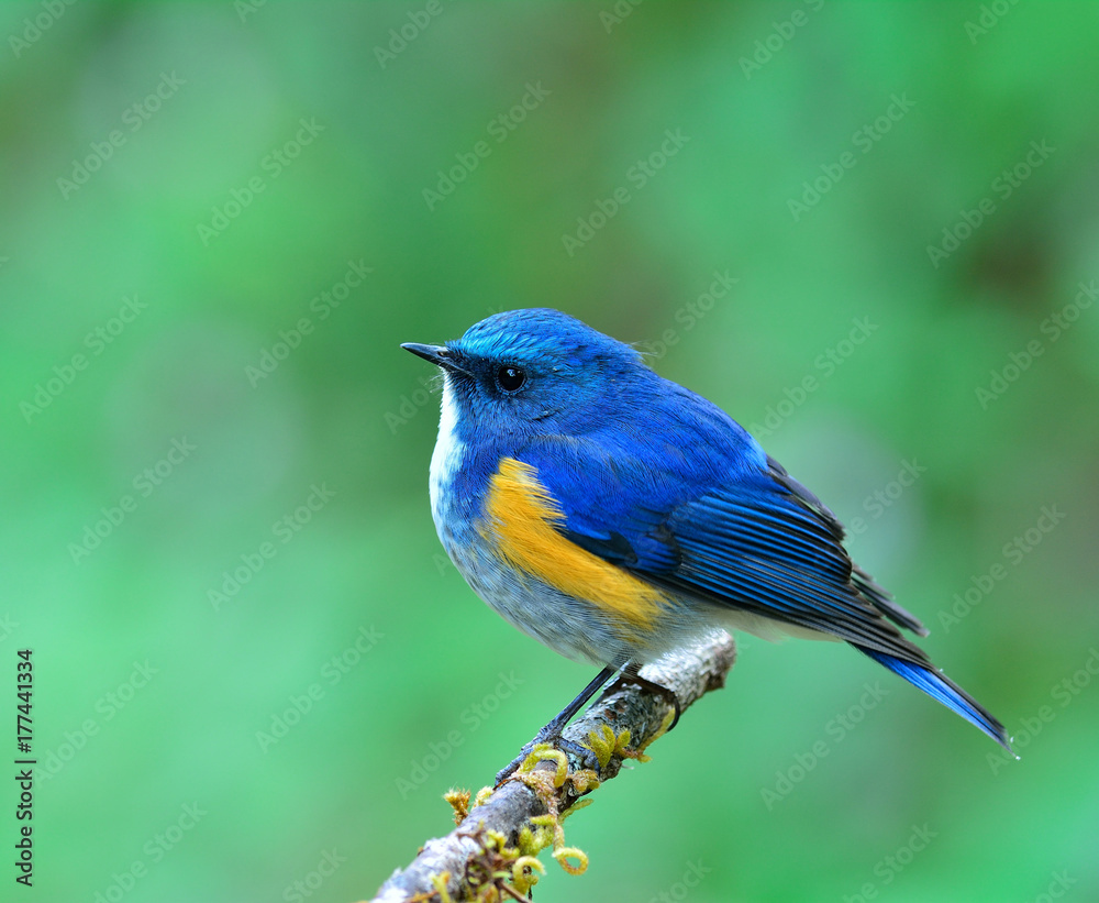 喜马拉雅蓝尾知更鸟或橙边知更鸟（Tarsiger rufilatus）栖息在上面的美丽蓝鸟