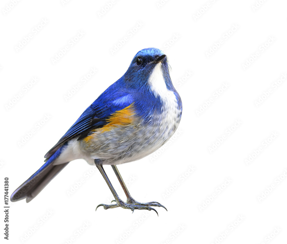 Himalayan bluetail or orange-flanked bush-robin (Tarsiger rufilatus) beautiful blue bird with orange