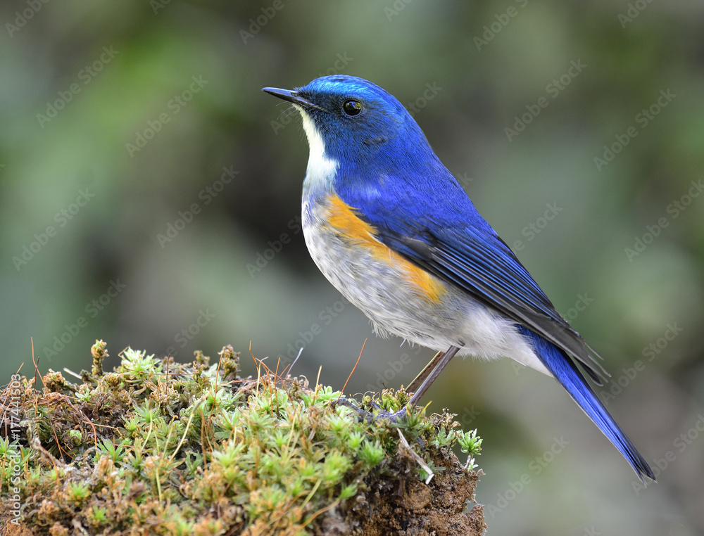 喜马拉雅蓝尾或橙色两侧的丛林知更鸟（Tarsiger rufilatus）美丽的蓝黄色鸟