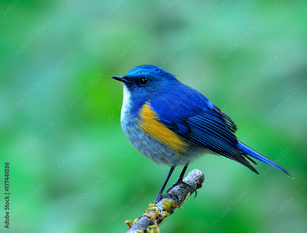 Himalayan bluetail or orange-flanked bush-robin (Tarsiger rufilatus) beautiful chubby blue bird perc