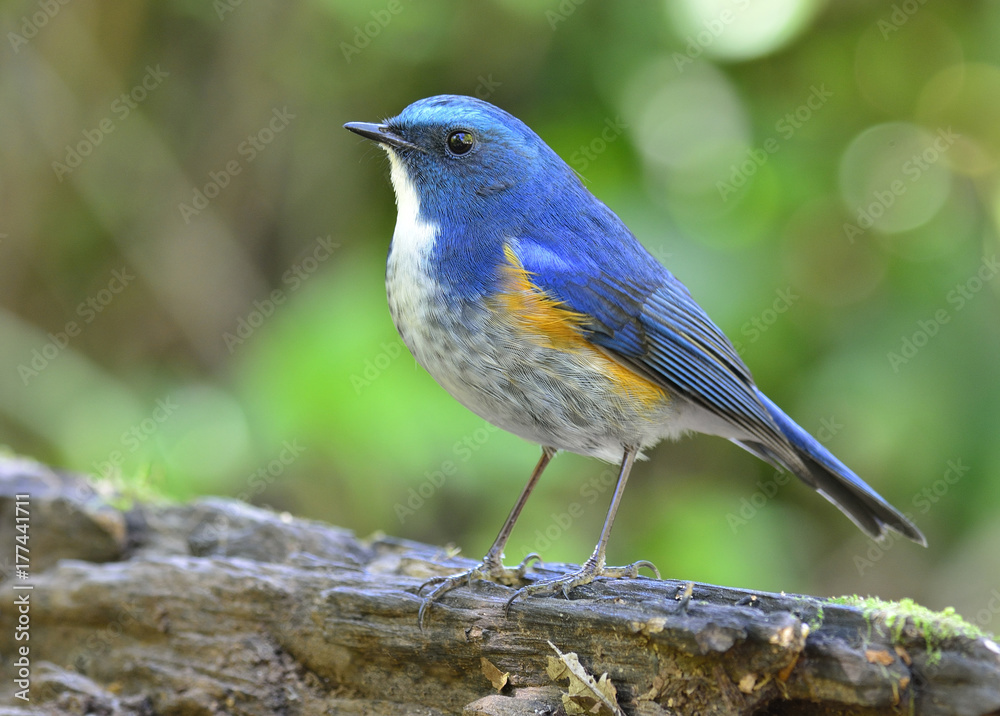 喜马拉雅蓝尾或橙色两侧的丛林知更鸟（Tarsiger rufilatus）可爱的蓝鸟，有黄色的sid