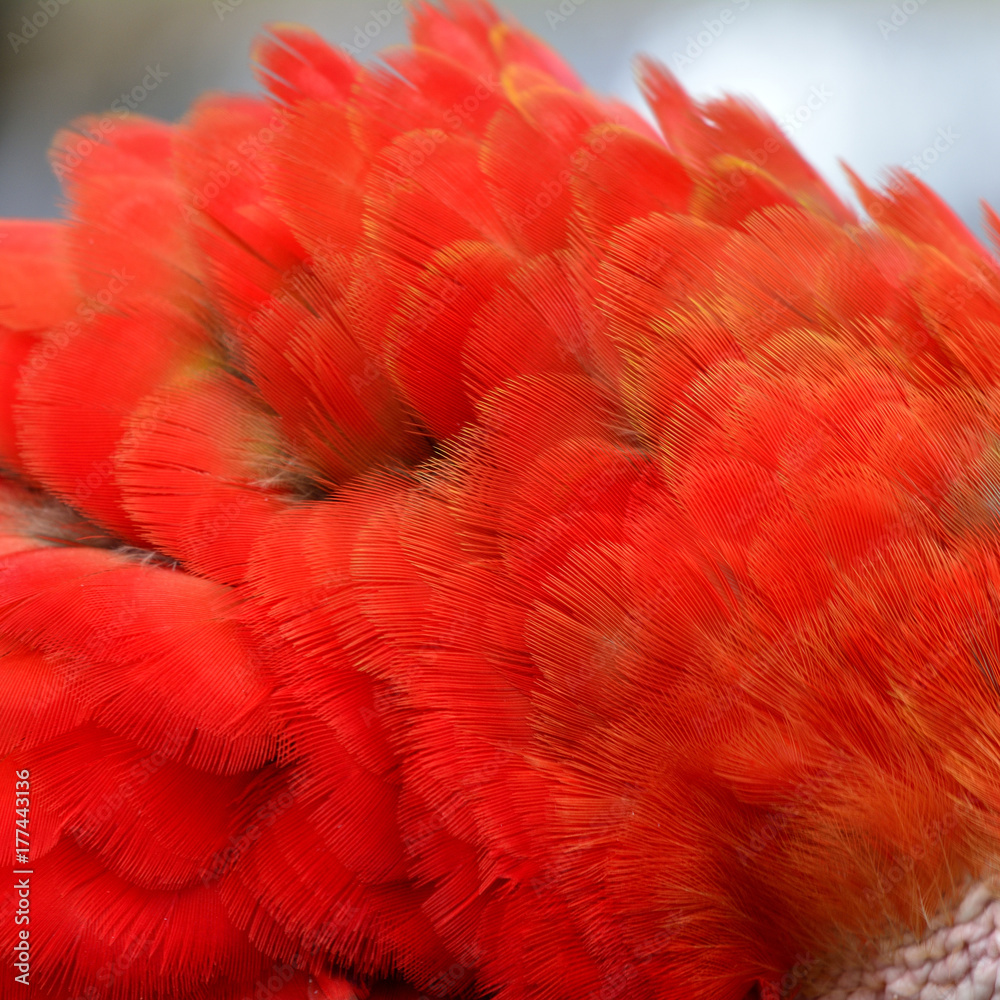 Magnificent puffy bright red macaw bird feathers