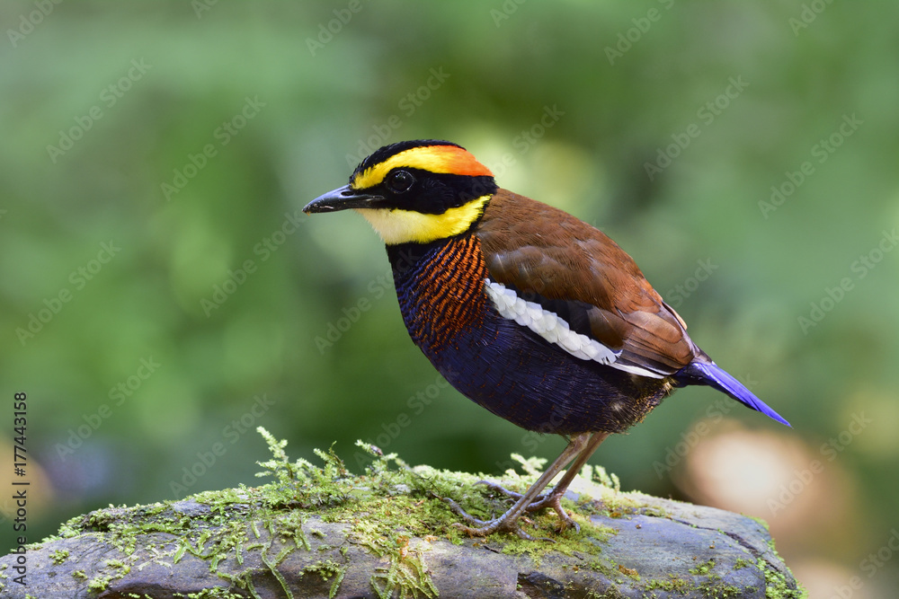 马来亚斑腹鹬（Hydrornis guajana）栖息在长满青苔的地面上的胖乎乎的多色雄鸟i