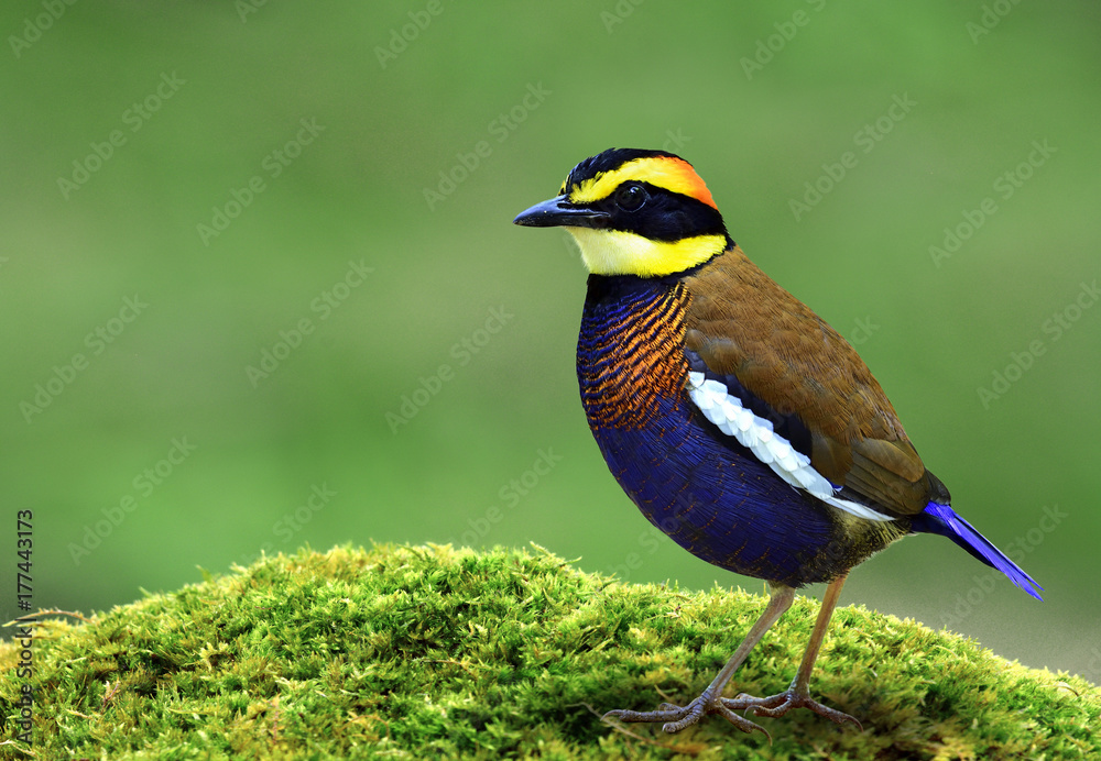 Malayan Banded Pitta（Hydrornis guajana）美丽的鸟，蓝色腹部，棕色背部，头部有火焰