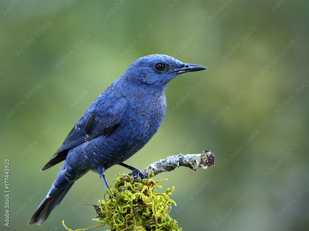 蓝岩画眉（Monticola solitarius）雄性，栖息在长满青苔的树枝上，颜色苍白，令人惊叹