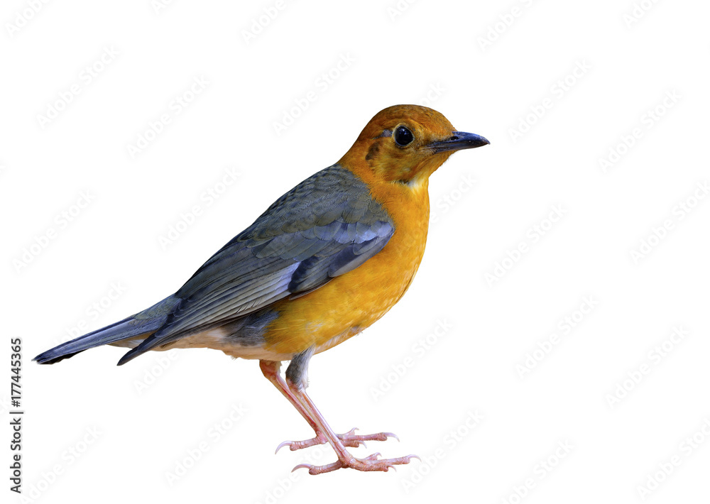 Orange-headed thrush (Geokichla citrina) beautiful yellow to orange and grey wings bird fully standi