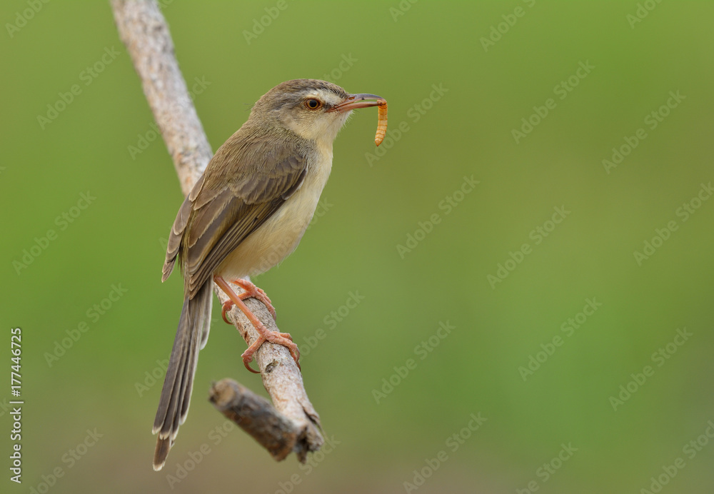 Plain Prinia (Prinia inornata) beautiful brown bird with long tail calmly perching on wooden branch 