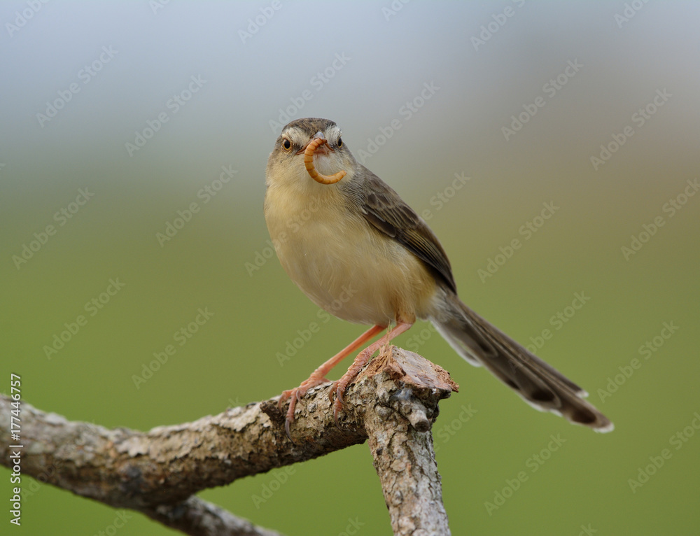 平原普里尼亚（Prinia inornata）美丽的棕色鸟，长尾站在树枝上