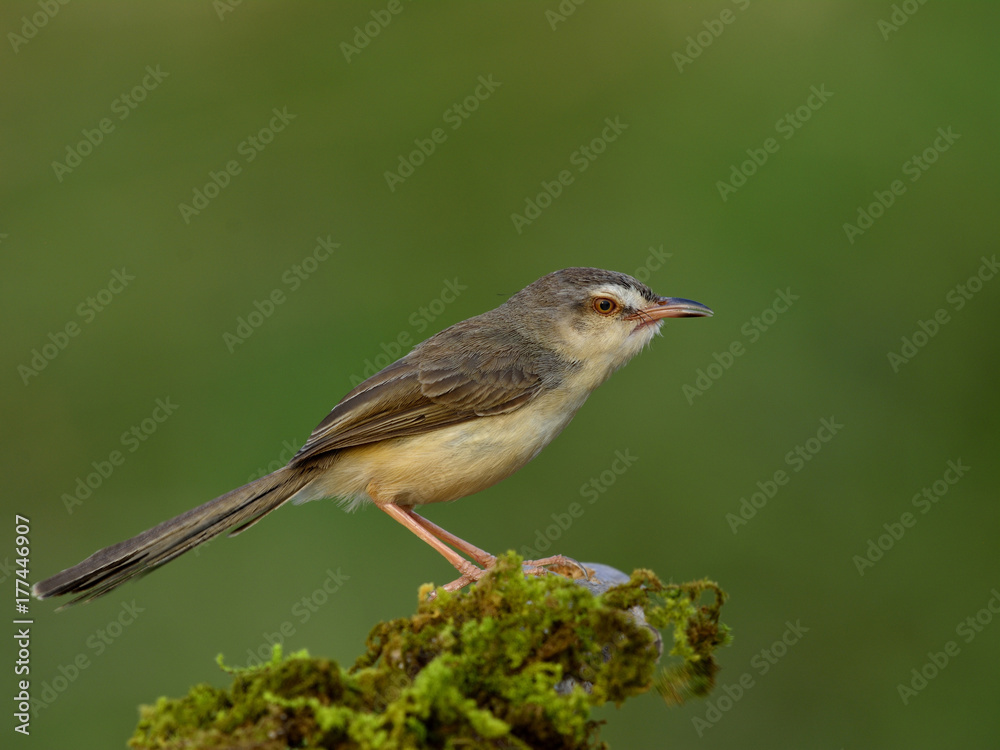 平原普里尼亚（Prinia inornata）美丽的灰色鸟类，栖息在绿色模糊的灌木丛上长满青苔的树枝上