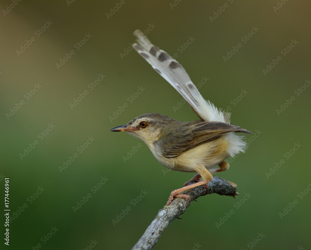 平原普里尼亚（Prinia inornata）美丽的灰色鸟栖息在树枝上，尾巴向绿色上方抬起