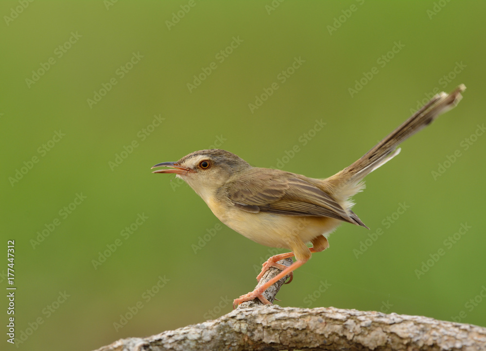 平原普里尼亚（Prinia inornata）美丽的浅棕色到黄色的鸟，长尾栖息在窝上